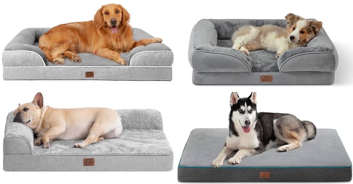 12 Best Orthopedic Dog Beds for Ultimate Comfort